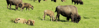 2018 bison
