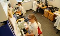 Mikroskoperende bioanalytikere - Hjørring (241) - rev